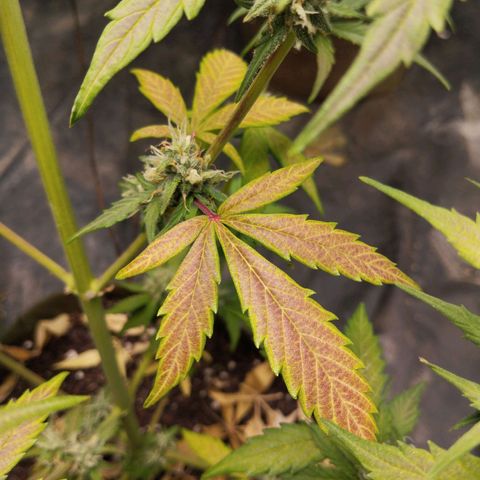 Cajurema growlog photo: Deficiência nas folhas. Provavelmente manganês ou ph desregulado com MT ferro. 