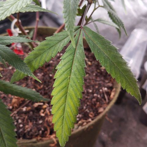 NATALINA growlog photo: Deficiência de potássio 