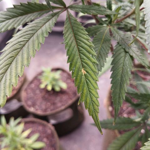 NATALINA growlog photo: Deficiência de potássio 