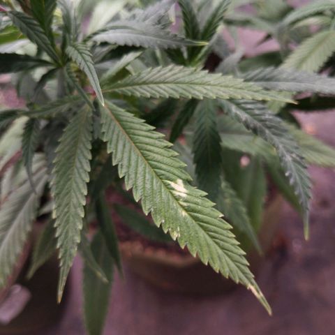 NATALINA growlog photo: Deficiência de potássio 
