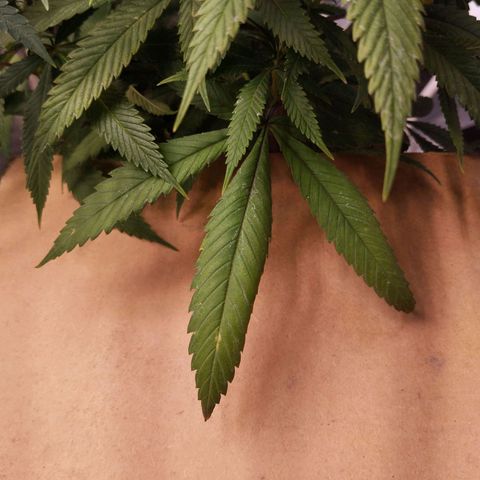 Cajurema growlog photo: Folhas com deficiência de potássio. Poucos locais, mas dá pra notar a falta dos nutrientes. 