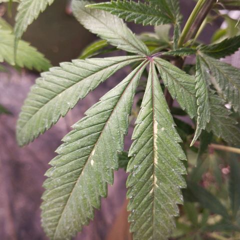Cajurema growlog photo: Folhas com deficiência de potássio. Poucos locais, mas dá pra notar a falta dos nutrientes. 