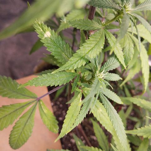 Cajurema growlog photo: Deficiência de potássio. Mesmo das outras 