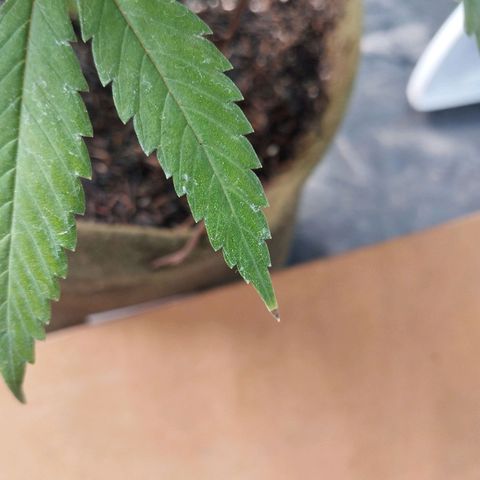 Cajurema growlog photo: Folhas com deficiência de potássio. Poucos locais, mas dá pra notar a falta dos nutrientes. 