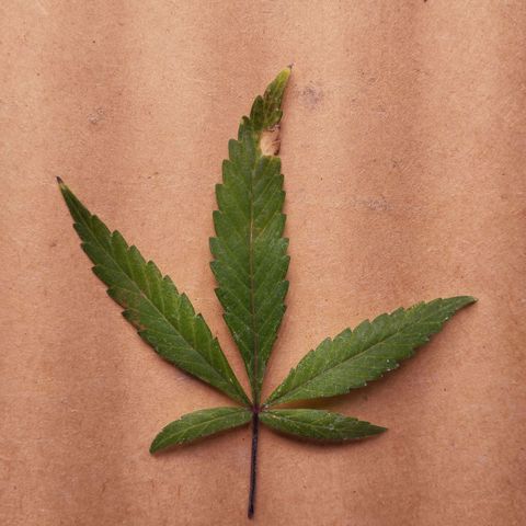 Cajurema growlog photo: Deficiência de potássio. Mesmo das outras 
