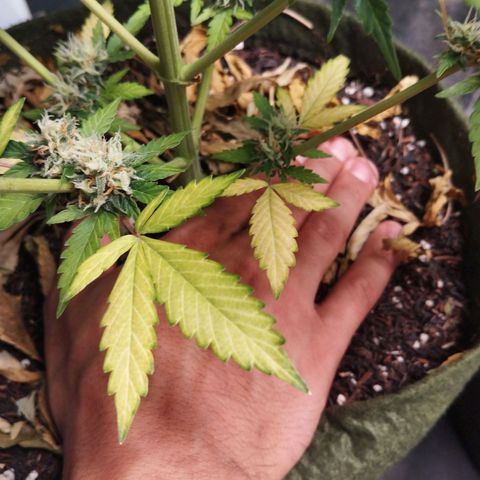 Cajurema growlog photo: Falta de nitrogênio 