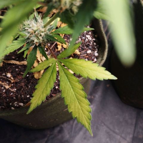 Cajurema growlog photo: Falta de nitrogênio 