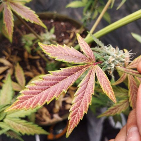 Cajurema growlog photo: Ela tá com falta de fósforo
