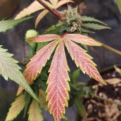 Cajurema growlog photo: Ela tá com falta de fósforo
