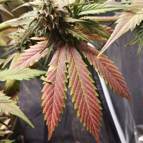 Cajurema growlog photo: Ela tá com falta de fósforo
