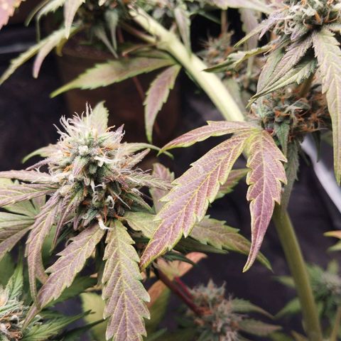 Cajurema growlog photo: Ela tá com falta de fósforo
