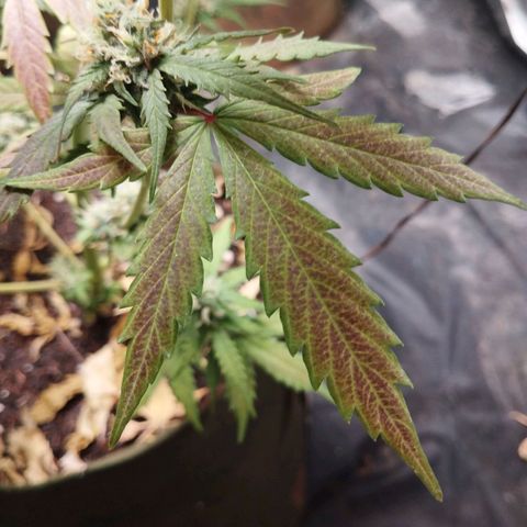 Cajurema growlog photo: Ela tá com falta de fósforo
