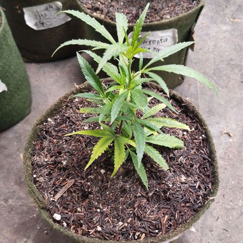 NATALINA growlog photo: Se desenvolvendo bem. Mas apresentam algumas deficiências 