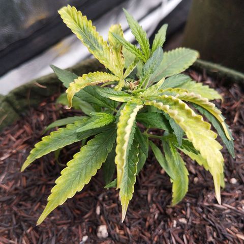 NATALINA growlog timeline photo