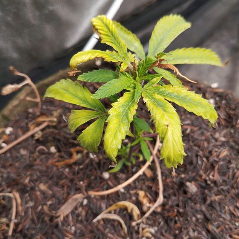NATALINA growlog timeline photo