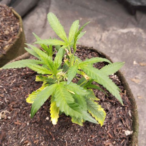 NATALINA growlog photo: Se desenvolvendo bem. Mas apresentam algumas deficiências 
