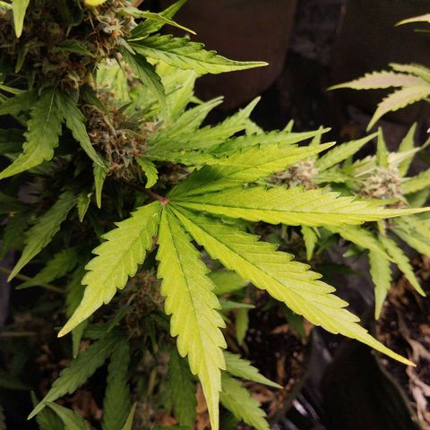 Cajurema growlog photo: Amarelamento nas folhas. Mas nada tão grave
Folha queimada  