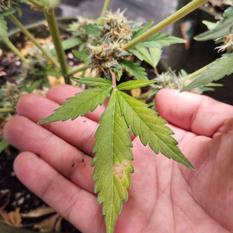 Cajurema growlog photo: Amarelamento nas folhas. Mas nada tão grave
Folha queimada  