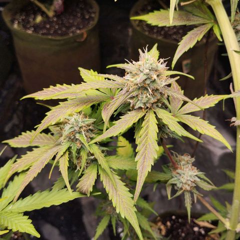 Cajurema growlog photo: Com grande falta de fósforo. 
Seus tricomas estão quase no ponto. Mais uma semana e tchau. 