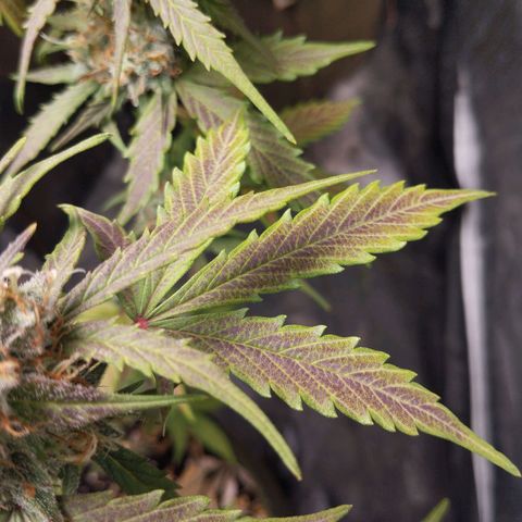 Cajurema growlog photo: Com grande falta de fósforo. 
Seus tricomas estão quase no ponto. Mais uma semana e tchau. 