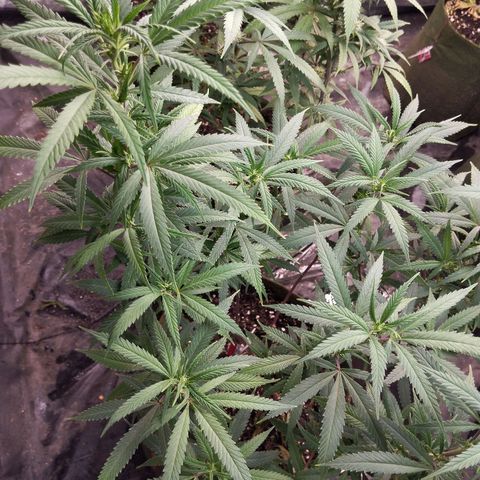 Cajurema growlog photo: Planta saudável e crescendo. Precisando de uma amarra