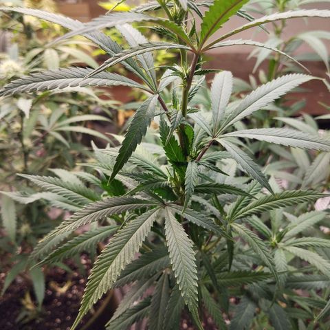 Cajurema growlog photo: Planta saudável e crescendo. Precisando de uma amarra
