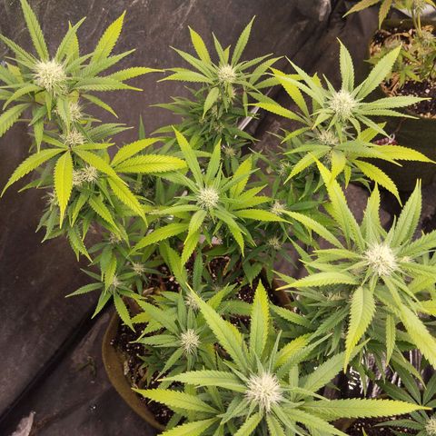 Cajurema growlog photo: Com uma leve mudança de tom nas folhas. 
Também está se curvando para dentro, atrapalhando as outras flores. 