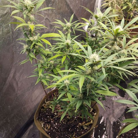 Cajurema growlog photo: Com uma leve mudança de tom nas folhas. 
Também está se curvando para dentro, atrapalhando as outras flores. 