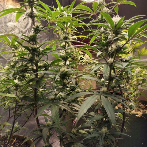 Cajurema growlog photo: Planta bem saudável. Porém tá se curvando pra dentro, atrapalhando o crescimento das flores centrais menores. 