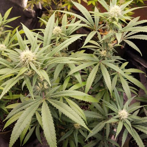 Cajurema growlog photo: Planta bem saudável. Porém tá se curvando pra dentro, atrapalhando o crescimento das flores centrais menores. 
