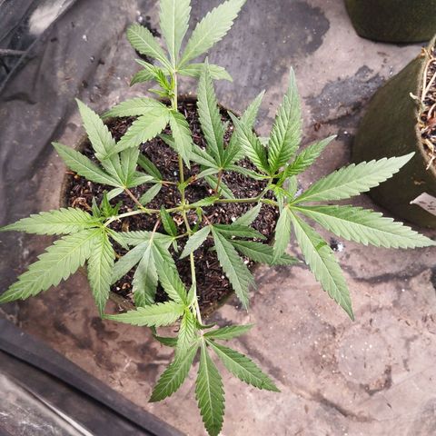 NATALINA growlog timeline photo