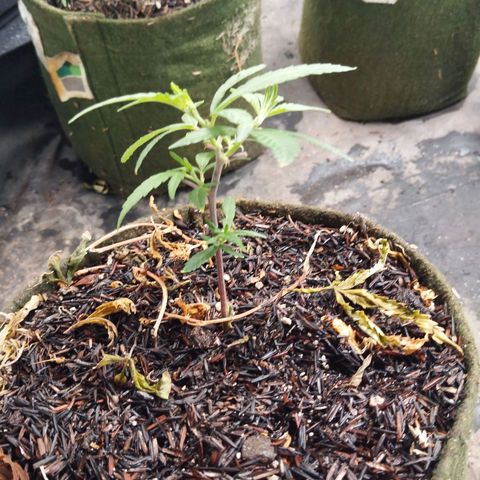 NATALINA growlog timeline photo