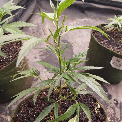 NATALINA growlog timeline photo