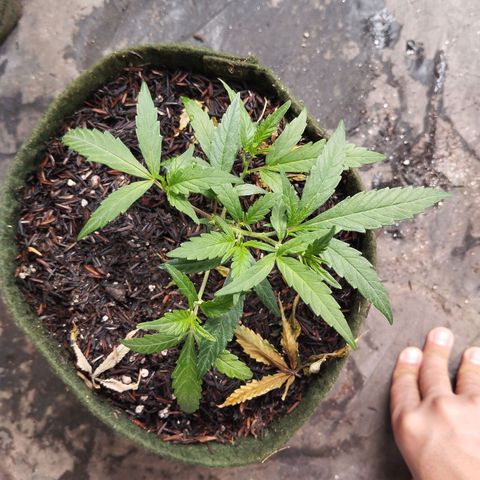NATALINA growlog timeline photo