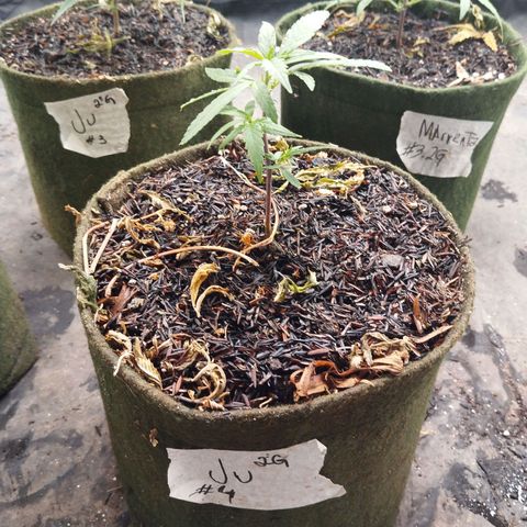 NATALINA growlog timeline photo