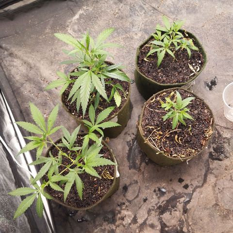 NATALINA growlog photo: Clores estão crescendo benzao. 
Dois estão maiores e outros dois menores. Isso ajuda na hora de manter o ciclo contínuo. 