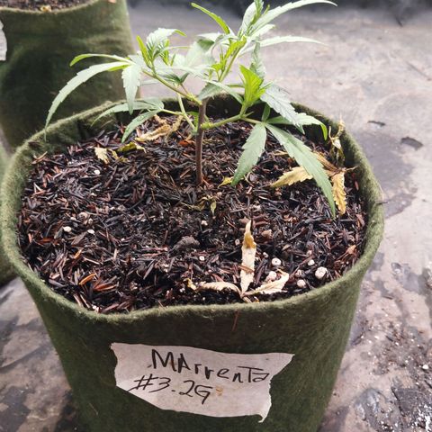 NATALINA growlog timeline photo