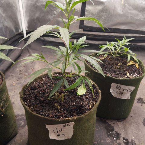 NATALINA growlog timeline photo