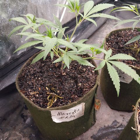 NATALINA growlog timeline photo