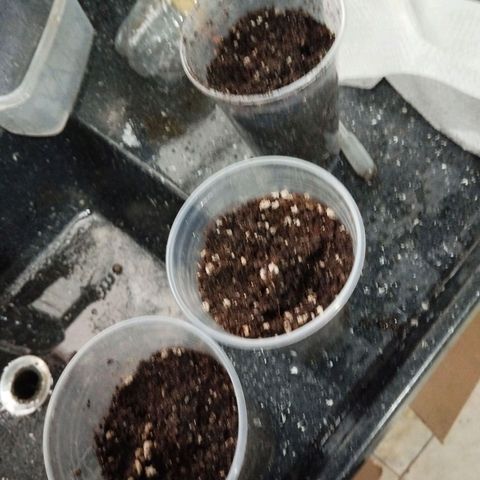 NATALINA growlog photo: Mimosa plantada. 

2 dias no copo com água
Tinha um pouco de raiz em todas. 