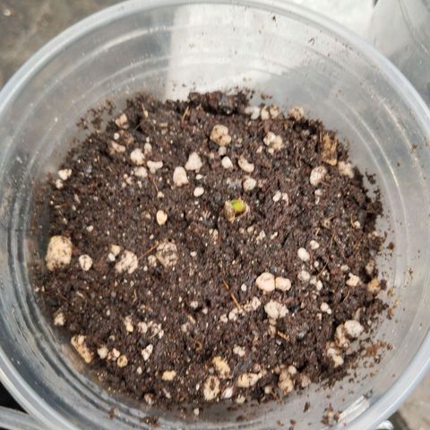 NATALINA growlog photo: Germinação atrasada. 
Não entendi bem o pq demorou tanto. 
Mas talvez possa ser da genética, vamos ver. 