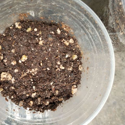 NATALINA growlog photo: Germinação atrasada. 
Não entendi bem o pq demorou tanto. 
Mas talvez possa ser da genética, vamos ver. 