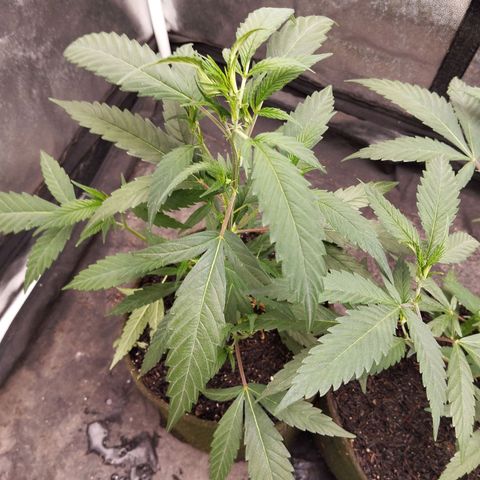 NATALINA growlog photo: Saudável mas nem tanto. 
Folhas crescendo com apenas três pontas. 
Mas folhagem tá com tom bonito e folhas estao largas. 