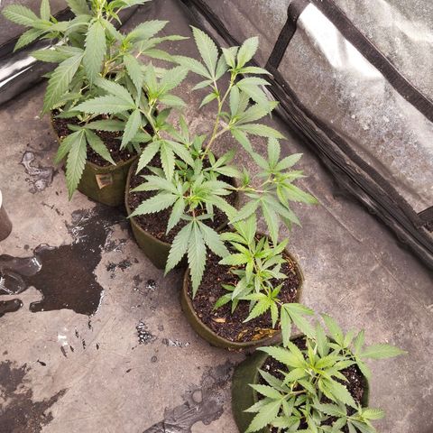 NATALINA growlog photo: Plantas receberam uma mistura 

- 2L de água 
- 3ml de Alquifish
- 3.5ml de pirolenhoso
- cada planta levou uns 500ml 
