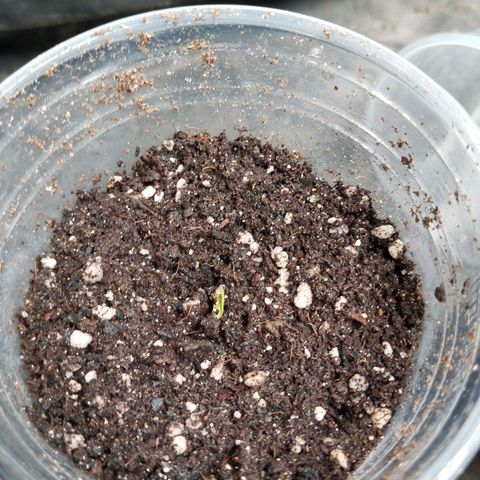 NATALINA growlog photo: Germinação atrasada. 
Não entendi bem o pq demorou tanto. 
Mas talvez possa ser da genética, vamos ver. 