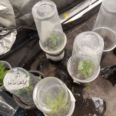 NATALINA growlog photo: Um dos clones visivelmente enraizou. 
Outros clones estão sem mostrar avanços no enraizamento. 
