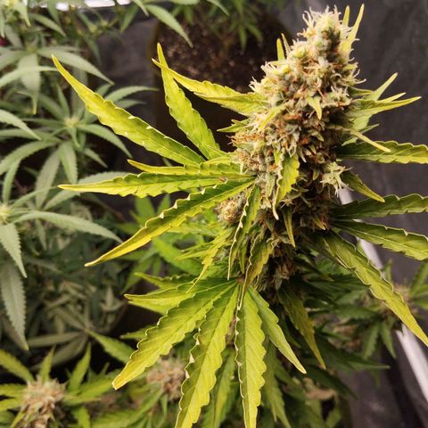 Cajurema growlog photo: Pinheirinho. 
- Segue com os tricomas ainda translúcido. 
- Folhas enrolando. 

