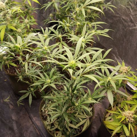 Cajurema growlog photo: - Recebeu uma defoliação. 
- Está bem saudável
- buds já estão crescendo
