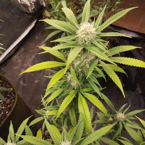 Cajurema growlog photo: - Folhas um pouco amarelas, bem sutil
- Buds bonitos 
- Folhas estavam meio murchas, acredito que sede
