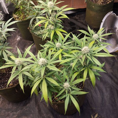 Cajurema growlog photo: - Folhas um pouco amarelas, bem sutil
- Buds bonitos 
- Folhas estavam meio murchas, acredito que sede
